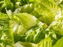 Petite salade verte
