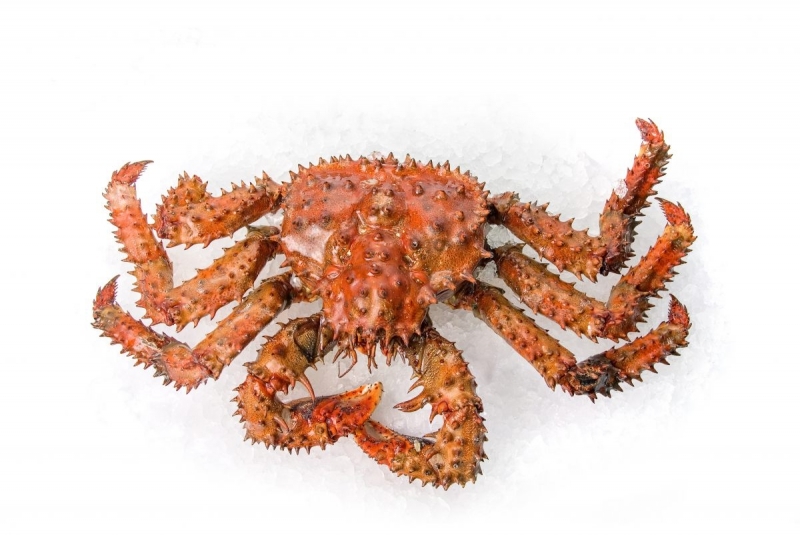 King Crabe