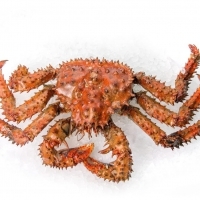 King Crabe